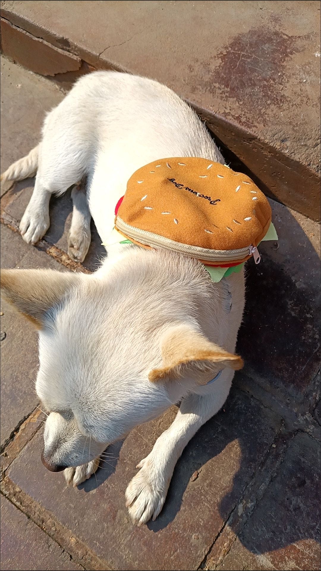 Dog's burger Backpack harness