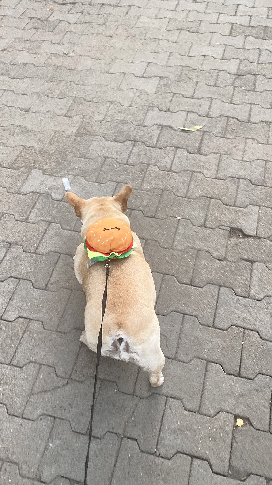 Dog's burger Backpack harness