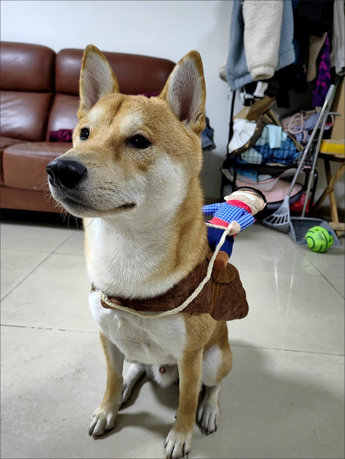 Santa pet rider / Cow boy Rider costume