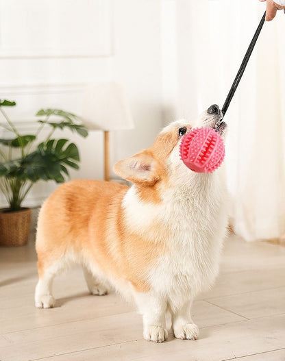 Floor attatched dog toy - Fitness and Fun