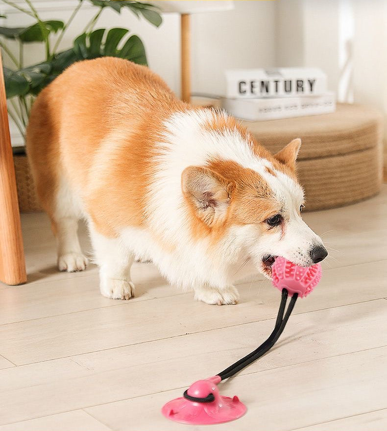 Floor attatched dog toy - Fitness and Fun