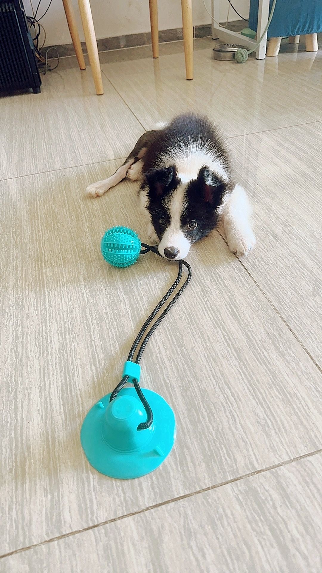 Dog toy suction fashion to floor