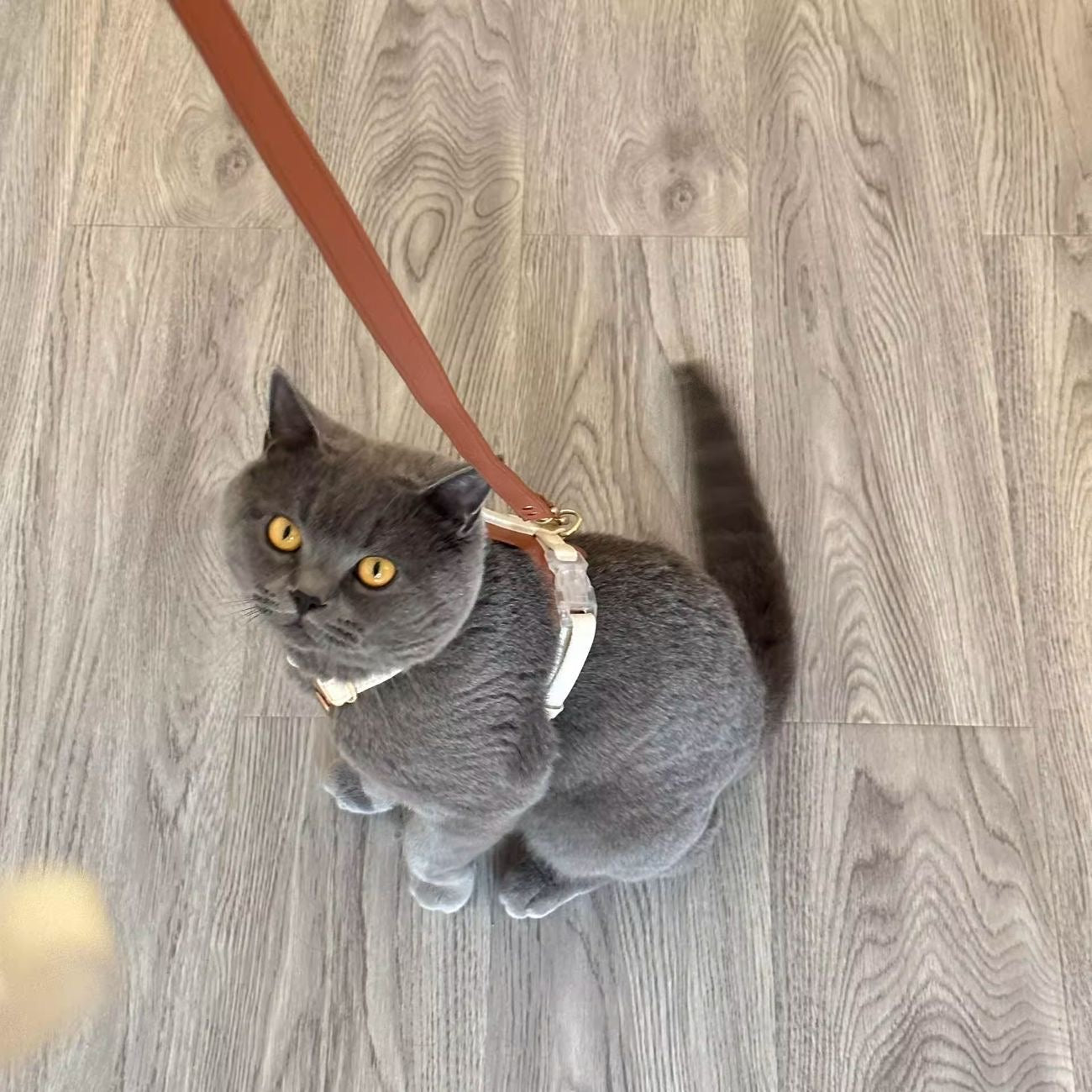 Popocola Cat Harness