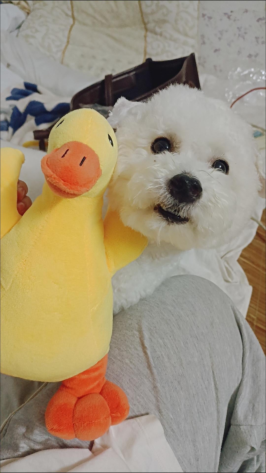 Yellow duck toy for dogs