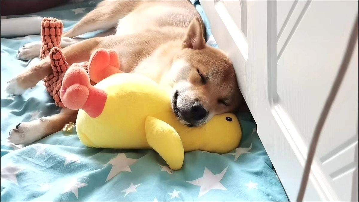 Yellow duck toy for dogs